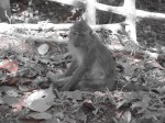 Langkawi Monkey, Malaysia Langkawi Monkey, Malaysia