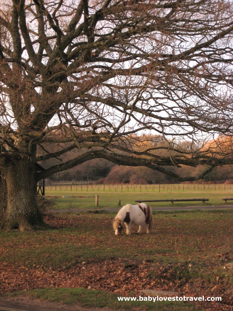 New Forest