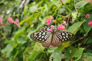 Koh Samui Butterfly