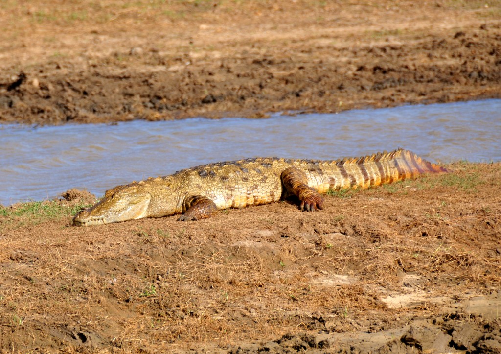 Crocodile in Uda Walawe National Park Sri Lanka