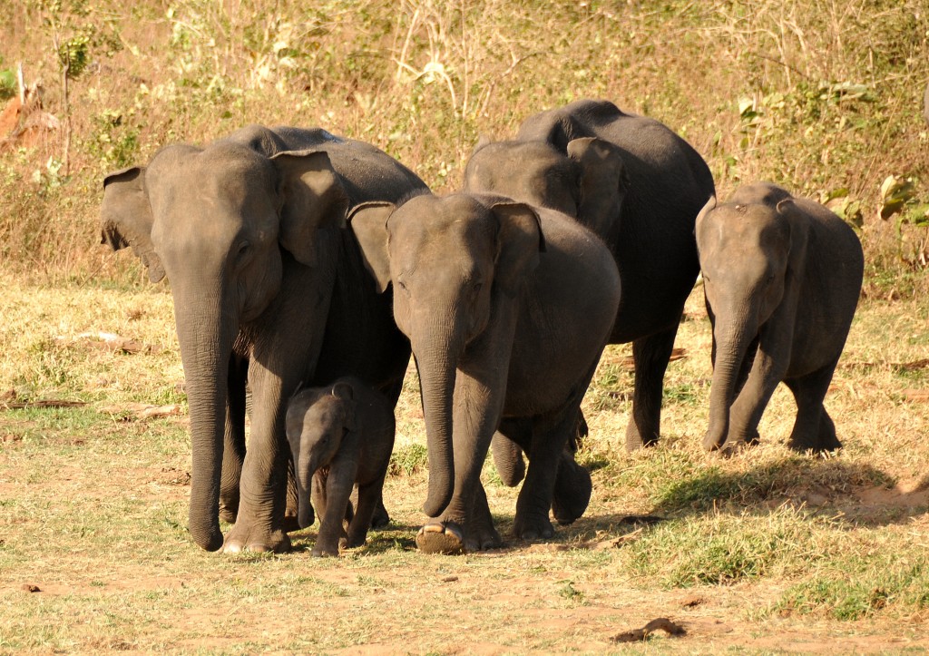 Elephant Herd in Uda Walawe National Park