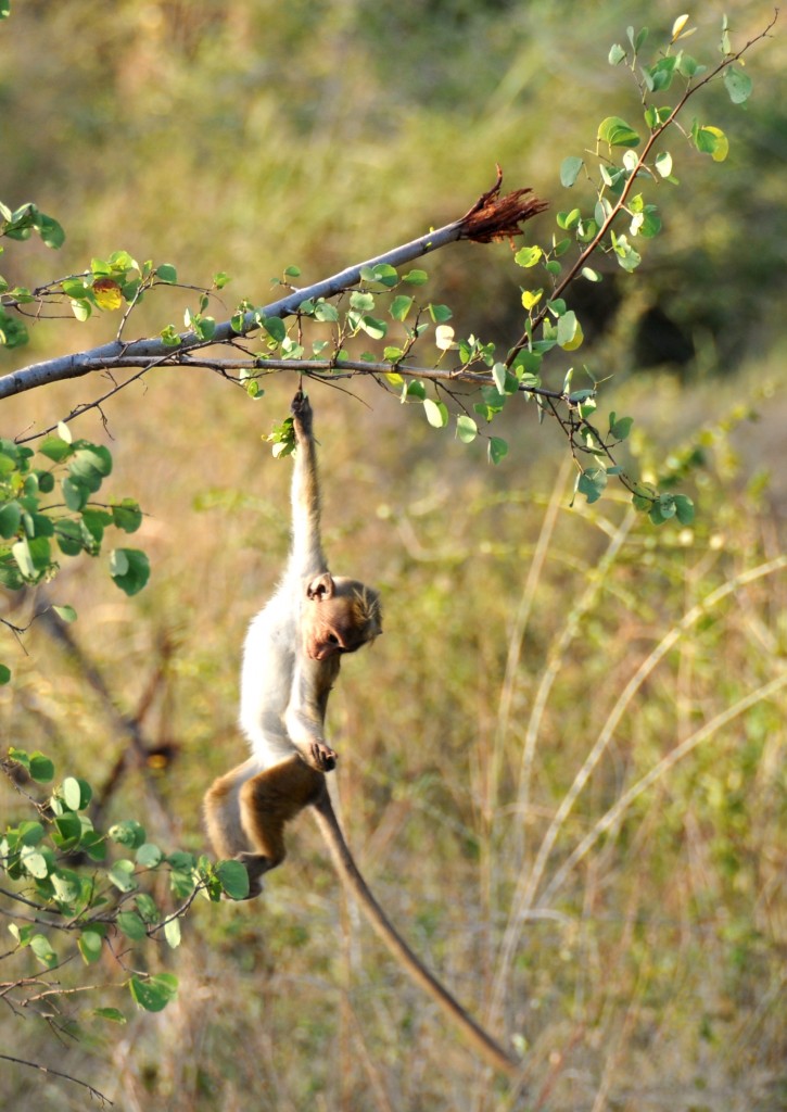 Monkey in Uda Walawe National Park Sri Lanka
